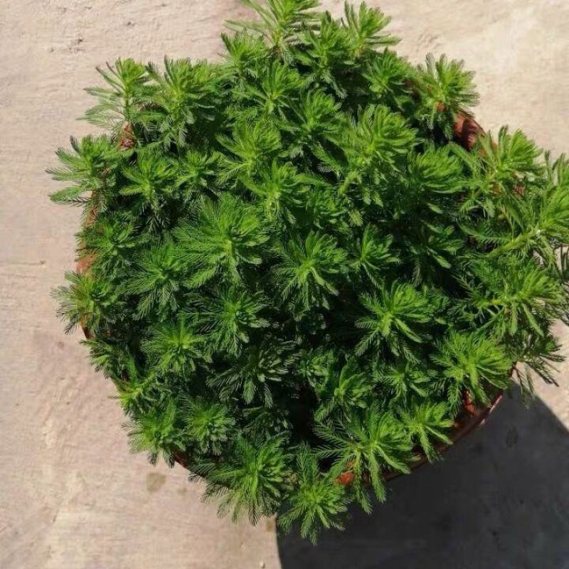 狐尾藻羽毛草浮草净化水质河道鱼池污水治理水培漂浮耐热水生