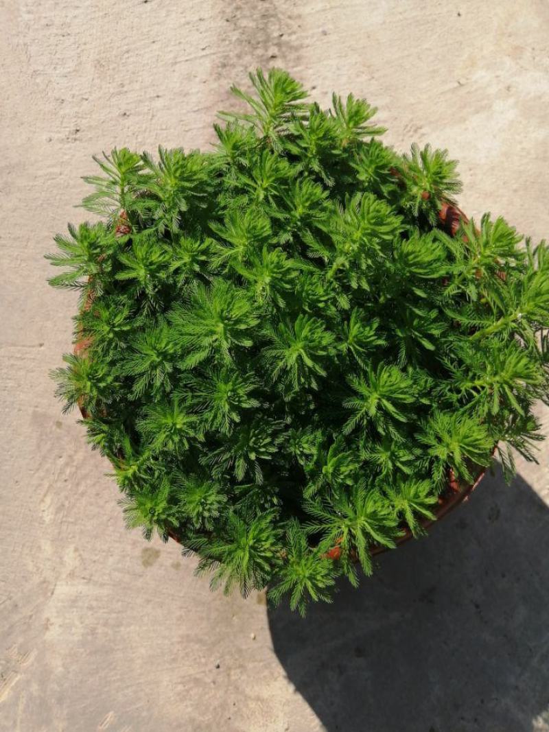 狐尾藻羽毛草浮草净化水质河道鱼池污水治理水培漂浮耐热水生