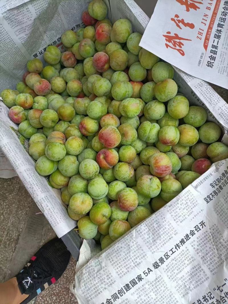 贵州赤水河特色正宗凤凰李，甘甜可口，水份足，光照好，果大