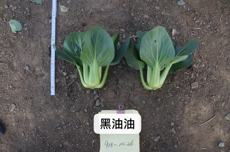 黑叶苏州青类型一代杂交种黑油油黑叶菜青梗菜种子甜糯可口