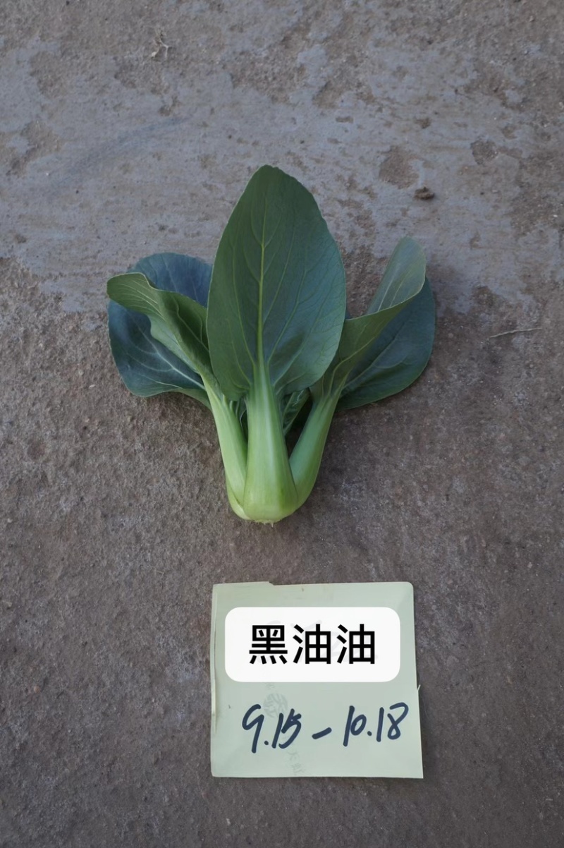 黑叶苏州青类型一代杂交种黑油油黑叶菜青梗菜种子甜糯可口