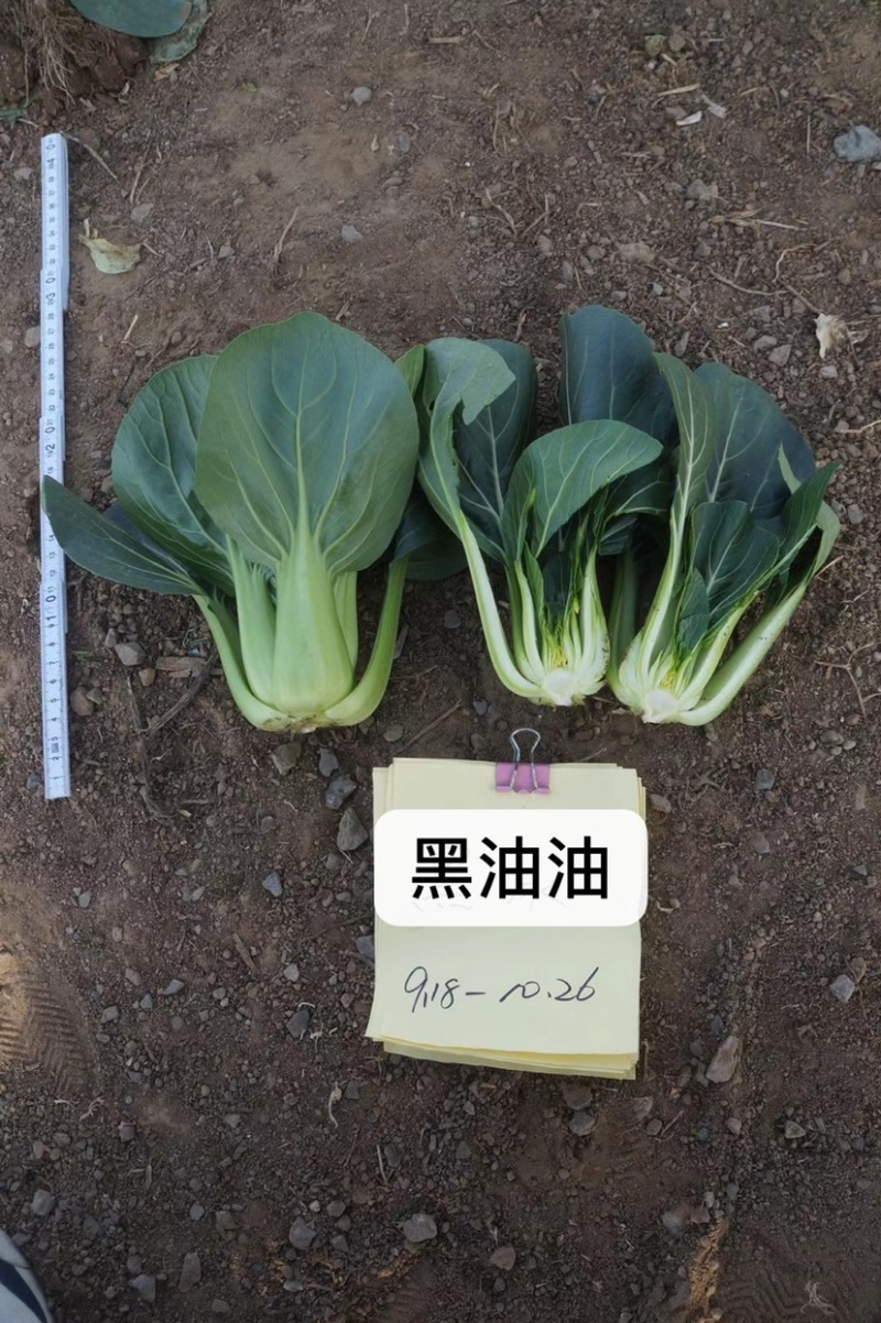 黑叶苏州青类型一代杂交种黑油油黑叶菜青梗菜种子甜糯可口