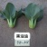 黑叶苏州青类型一代杂交种黑油油黑叶菜青梗菜种子甜糯可口