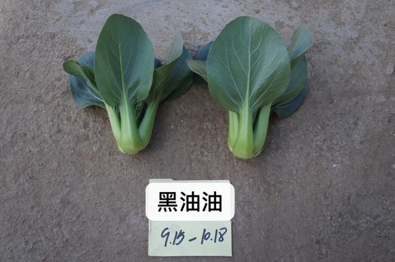 黑叶苏州青类型一代杂交种黑油油黑叶菜青梗菜种子甜糯可口