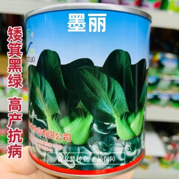 墨丽黑叶苏州青种子矮箕束腰基部肥厚口感好高产抗病