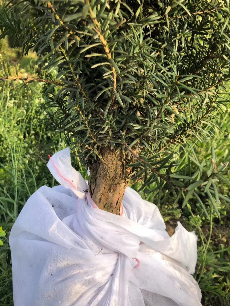 红豆杉树苗，风景树盆景直径5-10公分，一手货源