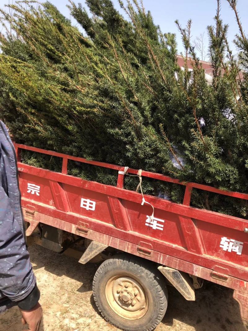 红豆杉树苗，风景树盆景直径5-10公分，一手货源