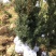 红豆杉树苗，风景树盆景直径5-10公分，一手货源