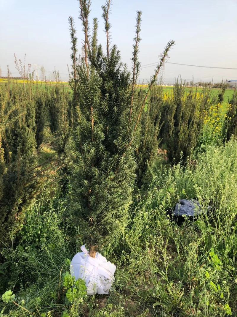 红豆杉树苗，风景树盆景直径5-10公分，一手货源