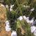 红豆杉树苗，风景树盆景直径5-10公分，一手货源