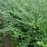 红豆杉树苗，风景树盆景直径5-10公分，一手货源