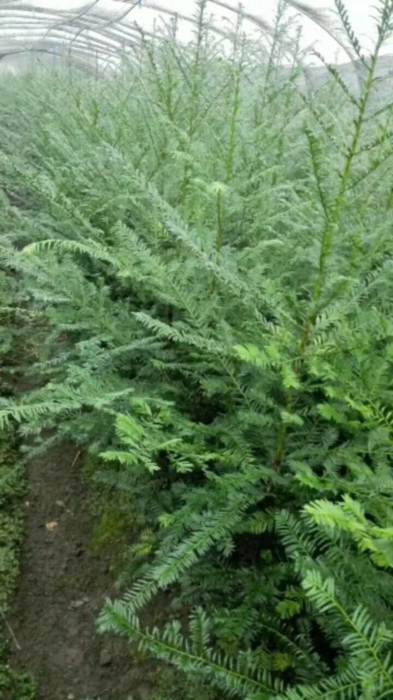 红豆杉树苗，风景树盆景直径5-10公分，一手货源