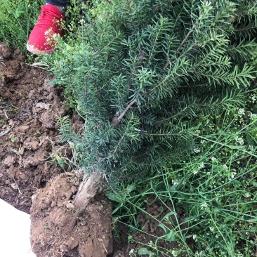 红豆杉树苗，风景树盆景直径5-10公分，一手货源