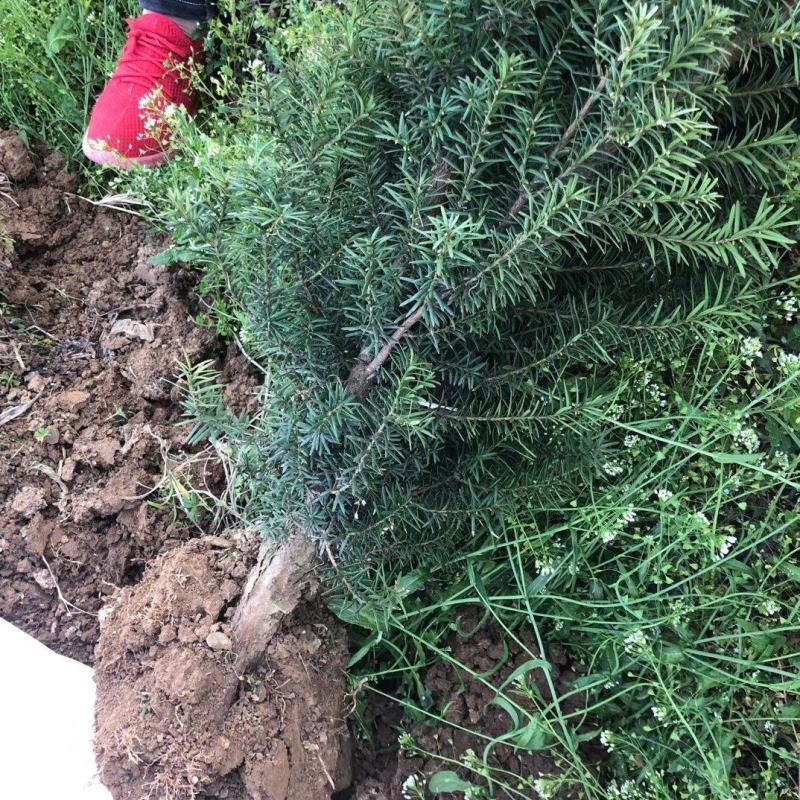 红豆杉树苗，风景树盆景直径5-10公分，一手货源