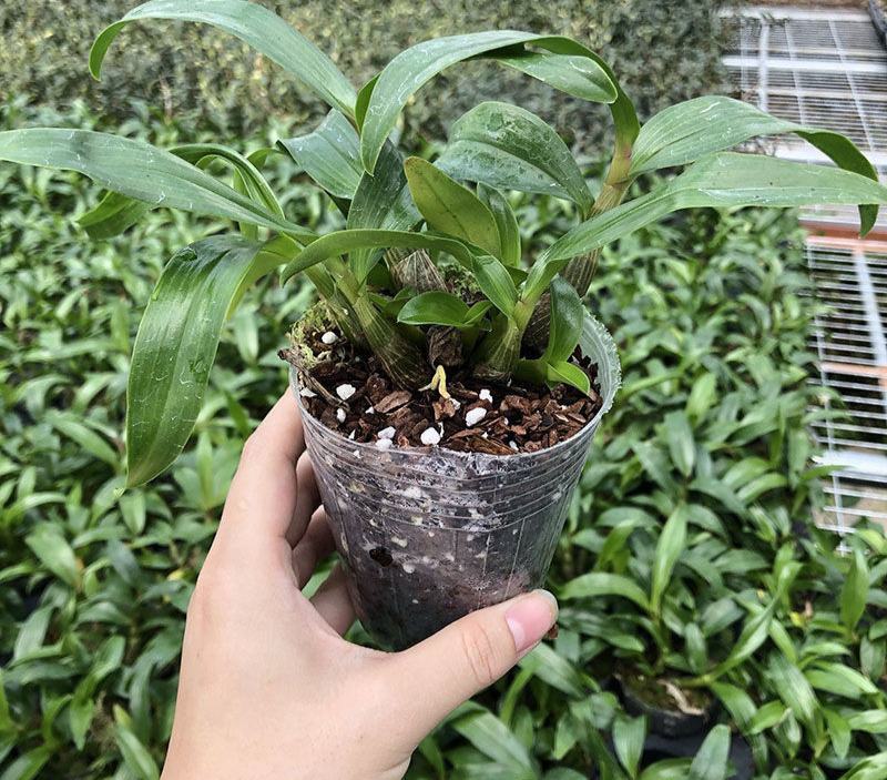 新奇姬美石斛兰又称水莲红莲石斛红花植株迷你盆栽室内绿植