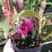 新奇姬美石斛兰又称水莲红莲石斛红花植株迷你盆栽室内绿植
