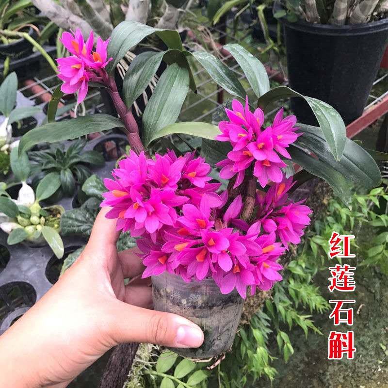 新奇姬美石斛兰又称水莲红莲石斛红花植株迷你盆栽室内绿植