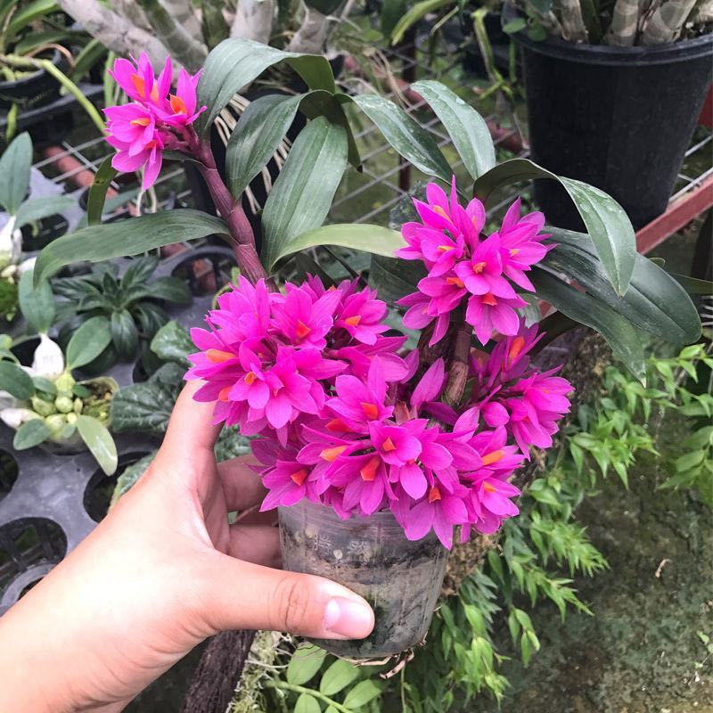 新奇姬美石斛兰又称水莲红莲石斛红花植株迷你盆栽室内绿植