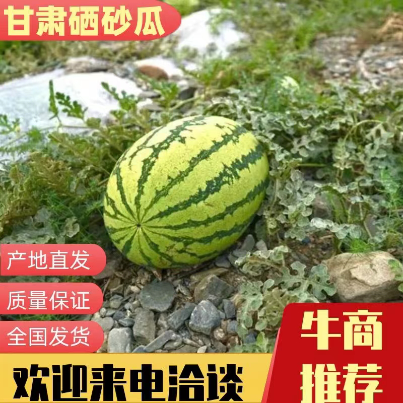 甘肃靖远石头瓜金城金花系列品质保证代发全国
