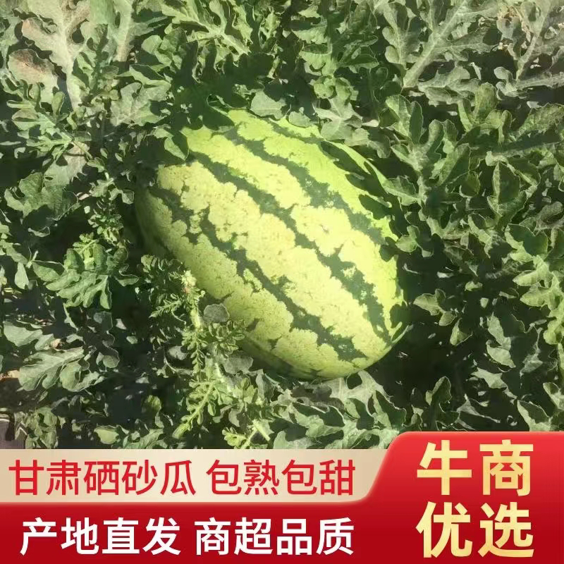 【牛商优选】靖远双红壤金城现摘现发品质保证