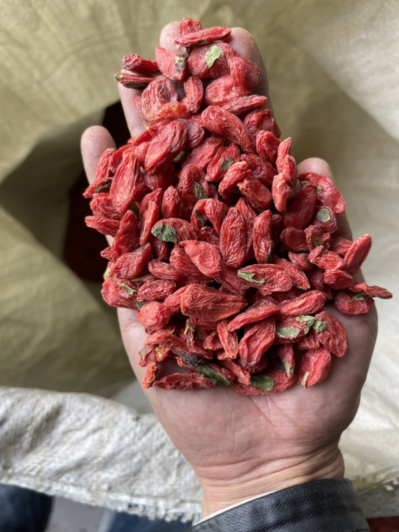 青海诺木洪精选油货~沾叶子枸杞~产地直发