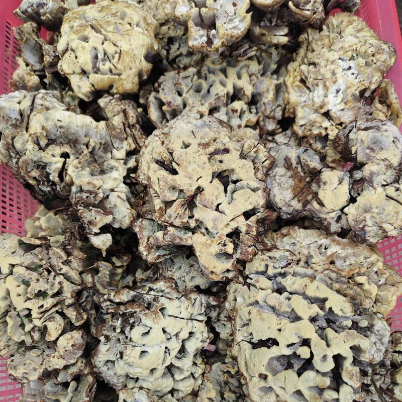 干巴菌，楚雄州精品黄粉干巴菌，高品质，无掺假无泡水。