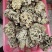 干巴菌，楚雄州精品黄粉干巴菌，高品质，无掺假无泡水。
