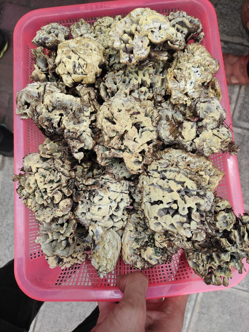干巴菌，楚雄州精品黄粉干巴菌，高品质，无掺假无泡水。
