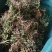 一朵云鲜货干货。大量供应，价格美丽。小阴地蕨