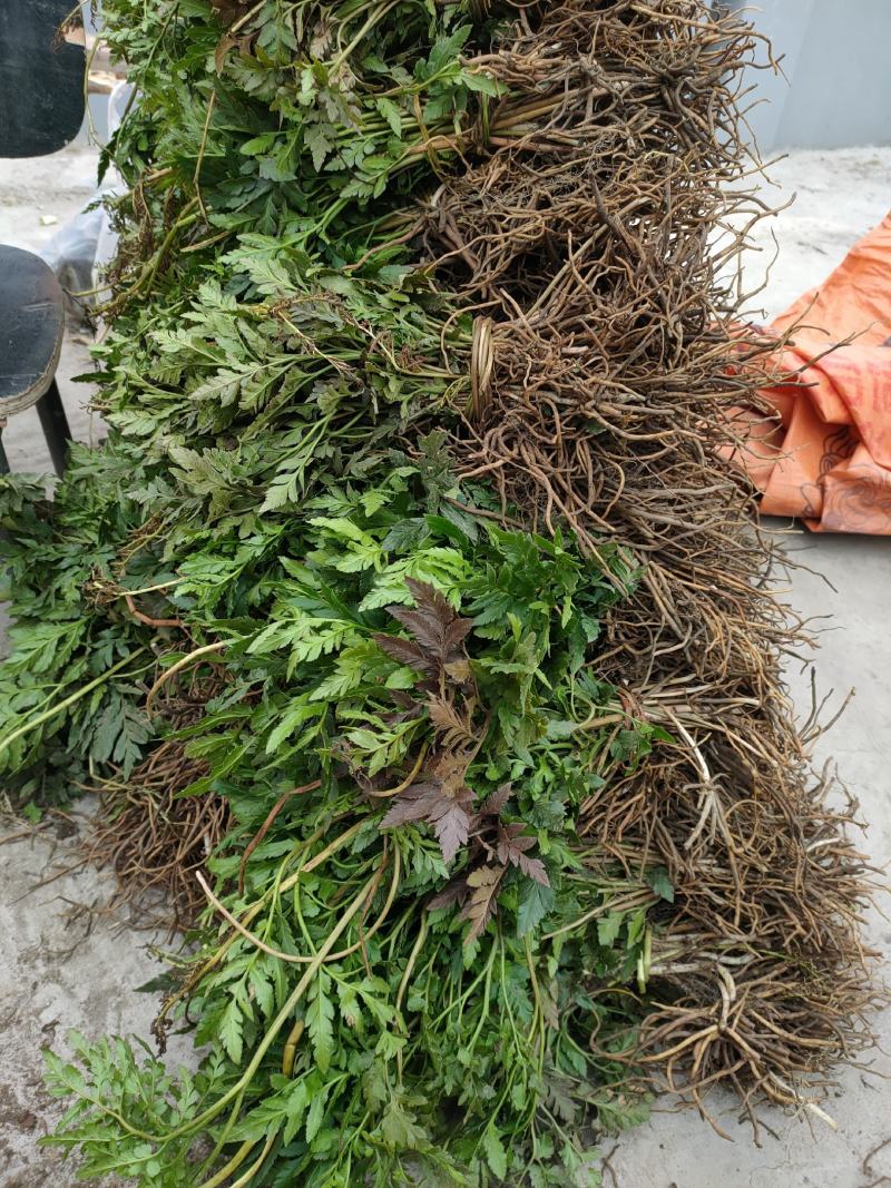 一朵云鲜货干货。大量供应，价格美丽。小阴地蕨