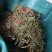 一朵云鲜货干货。大量供应，价格美丽。小阴地蕨