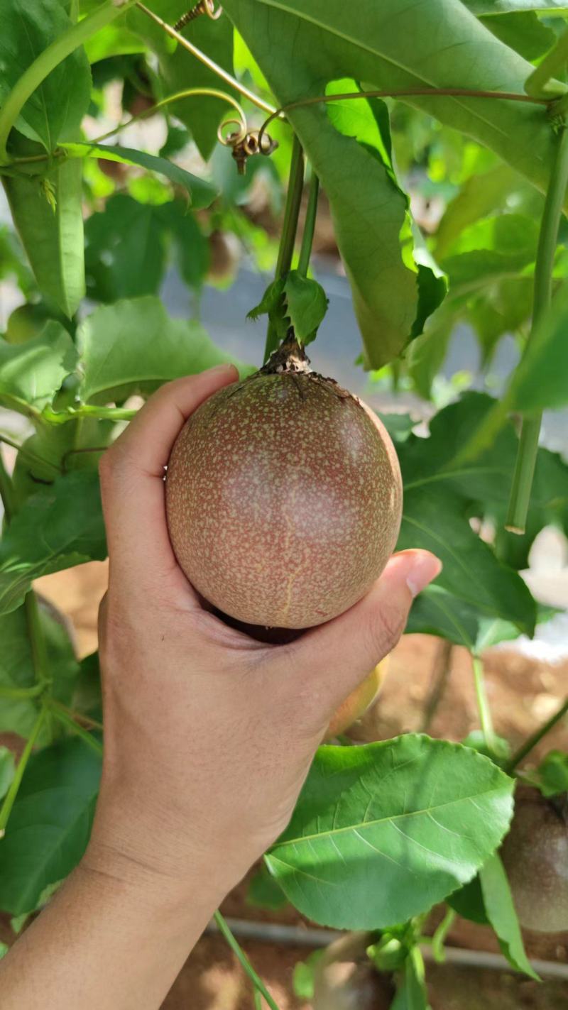 百香果