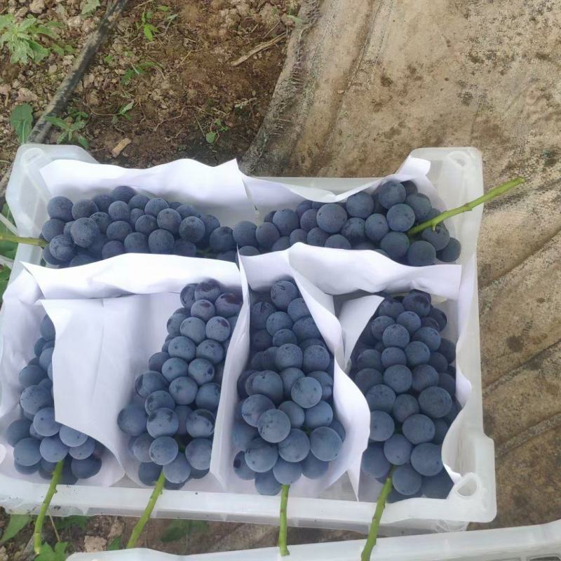 河北葡萄邯郸夏黑葡萄产地直供农户自种一手货源量大详谈