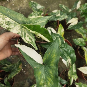 白锦合果芋锦叶绿植雨林网红热植耐阴盆栽室内观叶好养家居