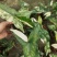 白锦合果芋锦叶绿植雨林网红热植耐阴盆栽室内观叶好养家居