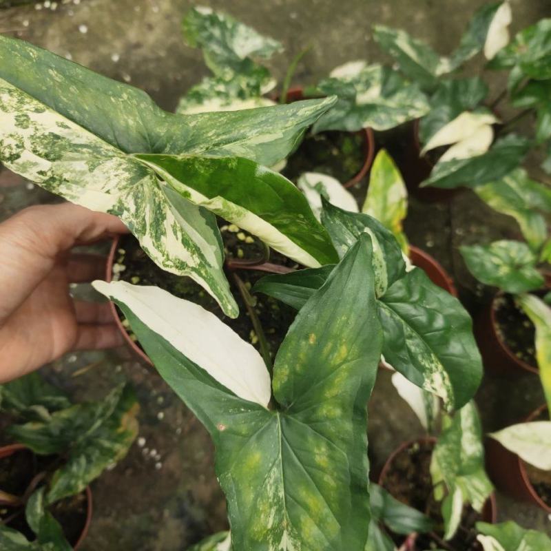 白锦合果芋锦叶绿植雨林网红热植耐阴盆栽室内观叶好养家居