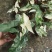 白锦合果芋锦叶绿植雨林网红热植耐阴盆栽室内观叶好养家居