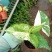 白锦合果芋锦叶绿植雨林网红热植耐阴盆栽室内观叶好养家居