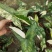 白锦合果芋锦叶绿植雨林网红热植耐阴盆栽室内观叶好养家居