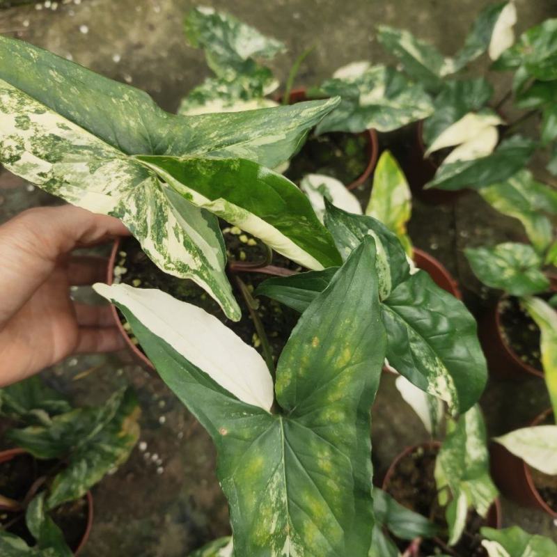 白锦合果芋锦叶绿植雨林网红热植耐阴盆栽室内观叶好养家居