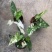 白锦合果芋锦叶绿植雨林网红热植耐阴盆栽室内观叶好养家居