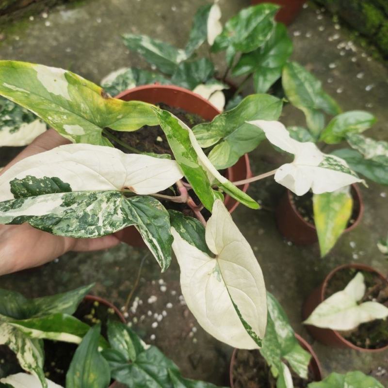 白锦合果芋锦叶绿植雨林网红热植耐阴盆栽室内观叶好养家居
