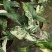 白锦合果芋锦叶绿植雨林网红热植耐阴盆栽室内观叶好养家居