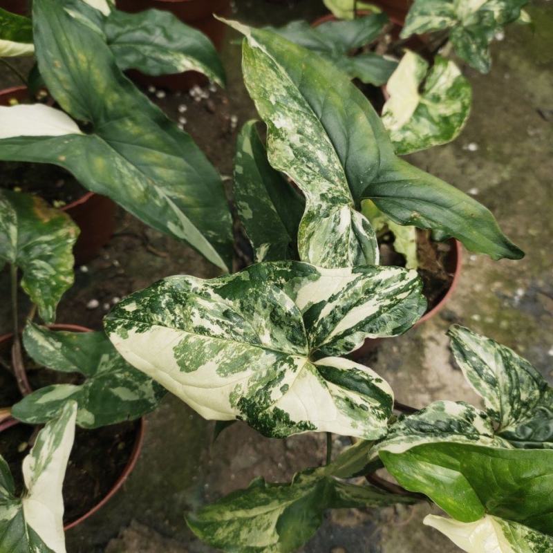 白锦合果芋锦叶绿植雨林网红热植耐阴盆栽室内观叶好养家居