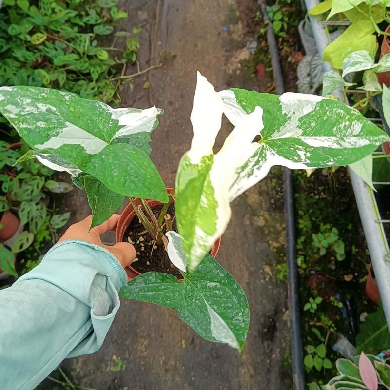 白锦合果芋锦叶绿植雨林网红热植耐阴盆栽室内观叶好养家居