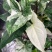 白锦合果芋锦叶绿植雨林网红热植耐阴盆栽室内观叶好养家居