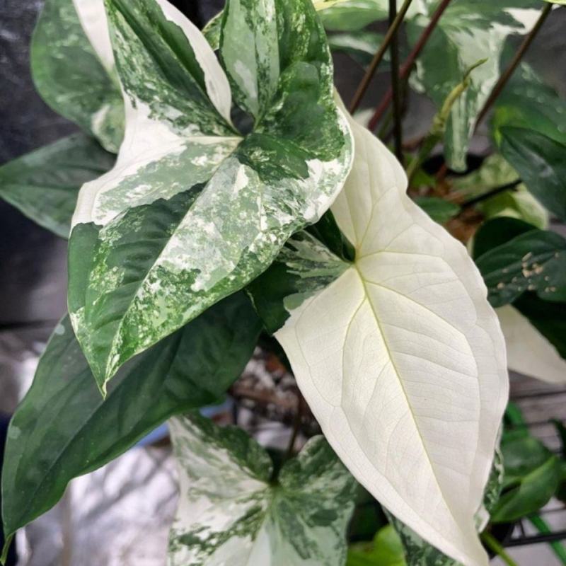 白锦合果芋锦叶绿植雨林网红热植耐阴盆栽室内观叶好养家居