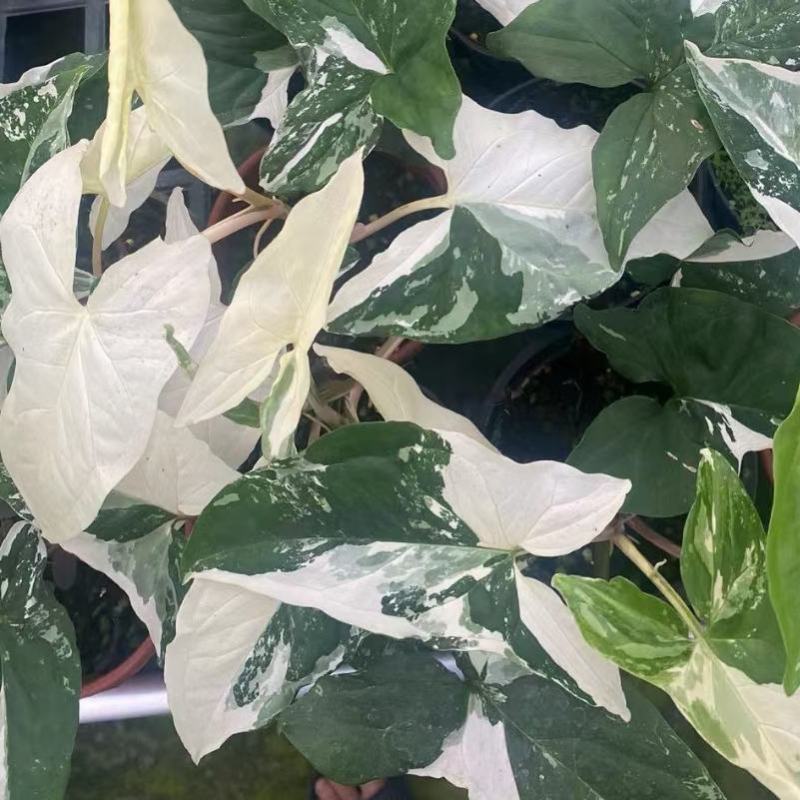 白锦合果芋锦叶绿植雨林网红热植耐阴盆栽室内观叶好养家居