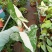 白锦合果芋锦叶绿植雨林网红热植耐阴盆栽室内观叶好养家居