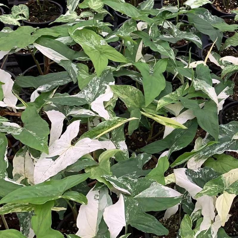 白锦合果芋锦叶绿植雨林网红热植耐阴盆栽室内观叶好养家居